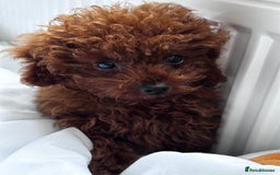 Toy Poodle dogs for sale: Asian Toy Poodle (Korean & Chineese) - Image 3