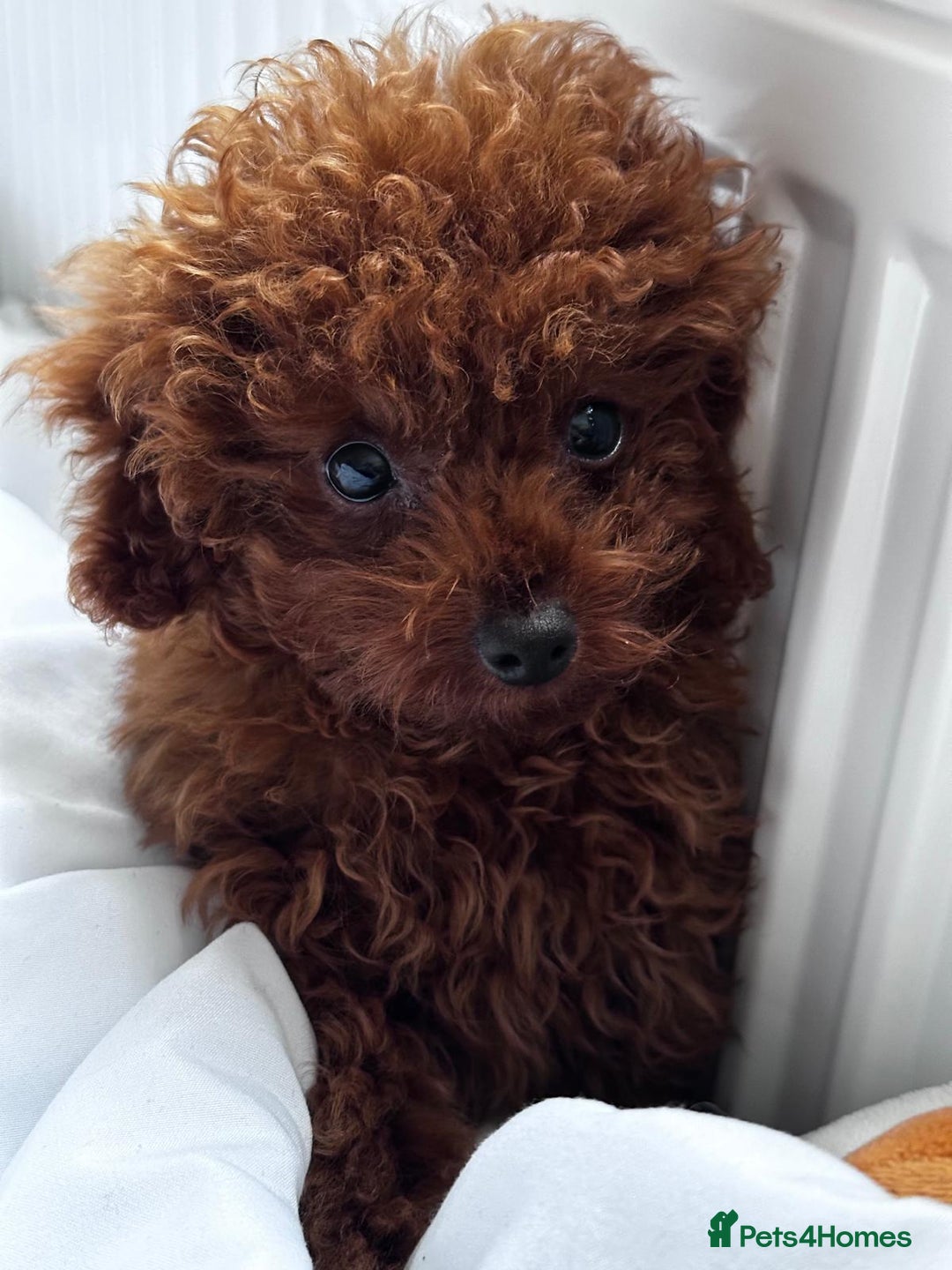 Toy Poodle dogs for sale: Asian Toy Poodle (Korean & Chineese) - Image 3
