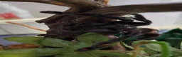 Tarantulas invertebrates for sale: Psalmopoeus irminia 6.5 dc - Advert 7