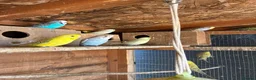 Budgerigars birds for sale: Aviary-bred Budgies’s  - Advert 6