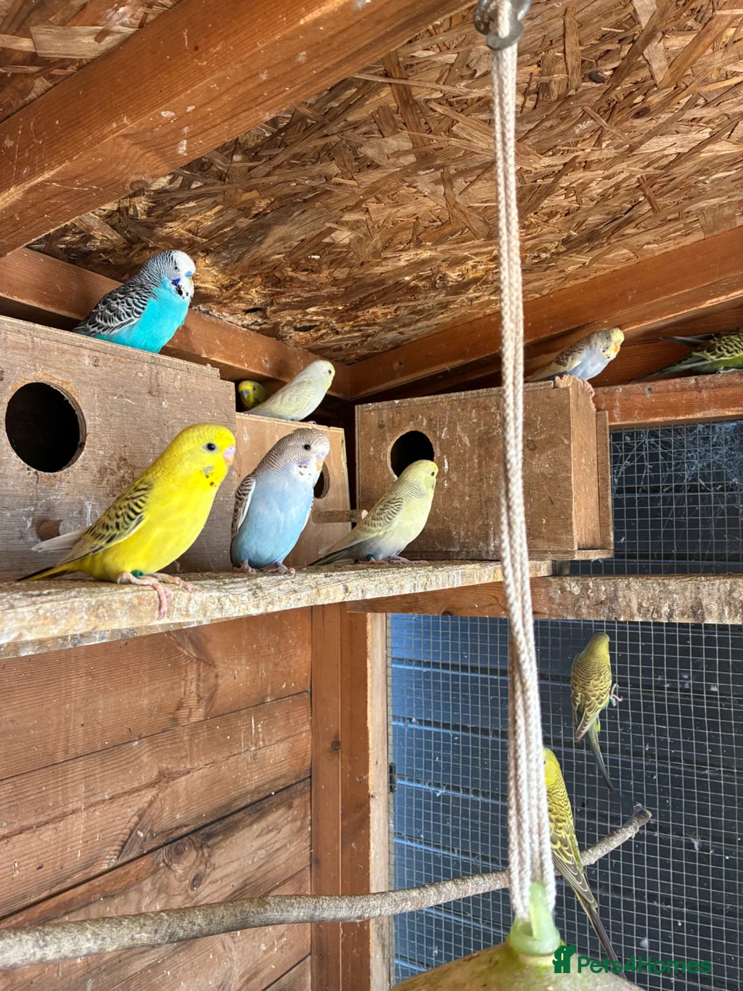 Budgerigars birds for sale: Aviary-bred Budgies’s  - Advert 21