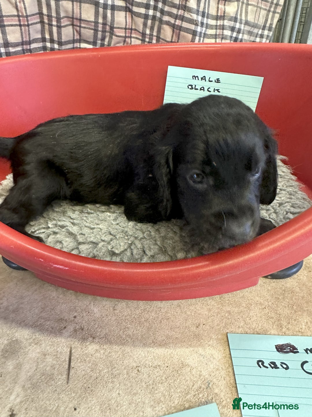Cocker Spaniel dogs for sale: Two cocker spaniel litters for sale - Image 20