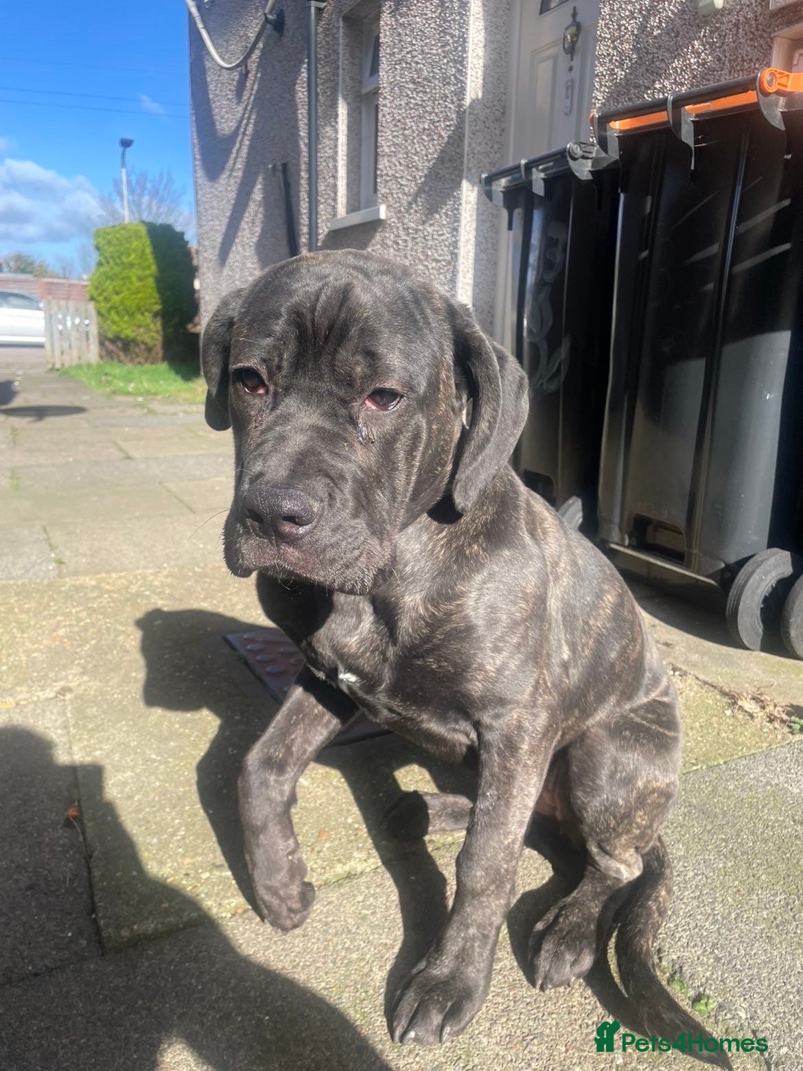 Cane Corso dogs Beautiful Female Cane corso for sale  - Advert 18
