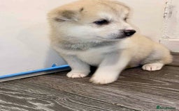 Huskita dogs for sale: huskeys  - Advert 11