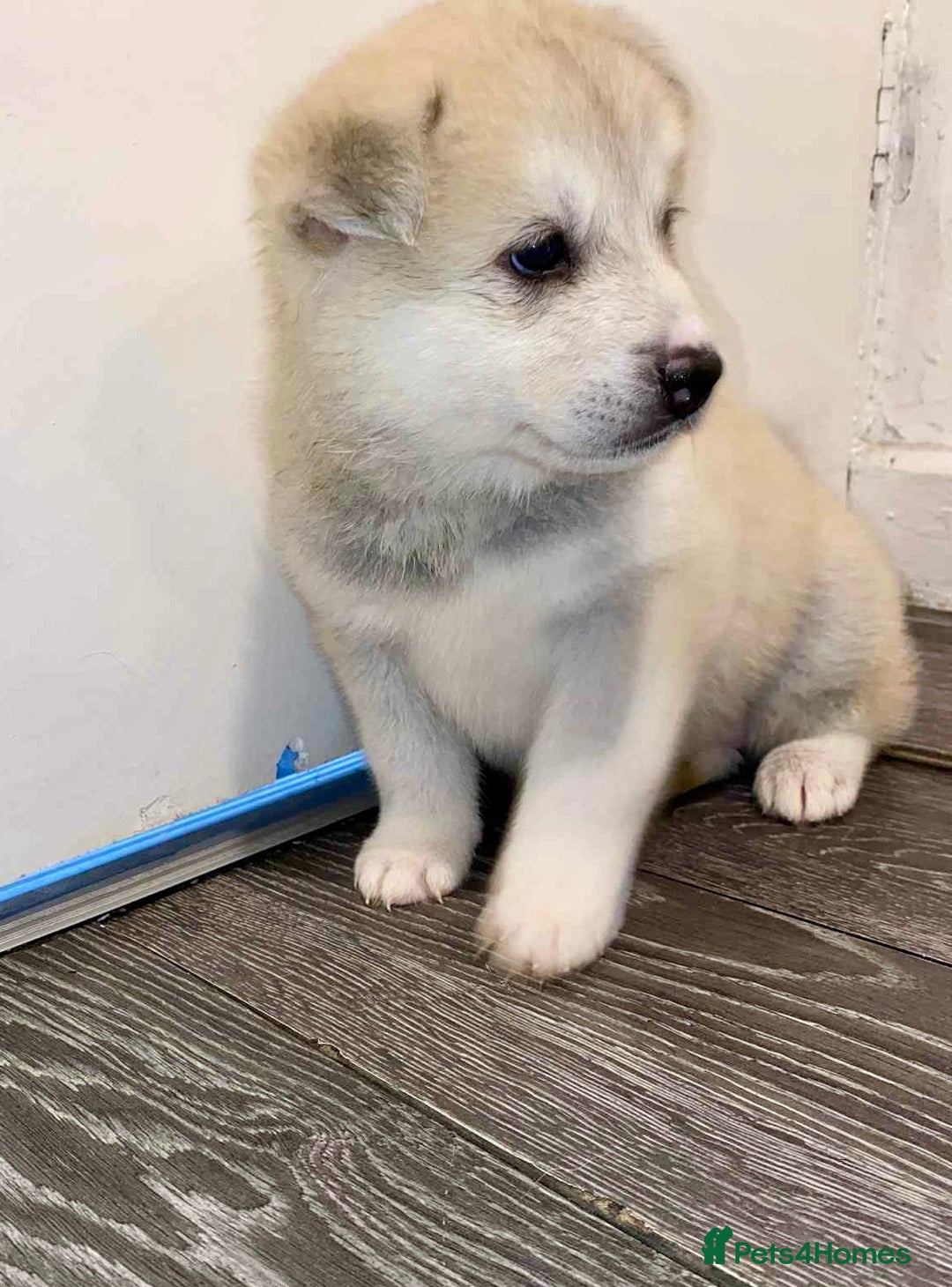 Huskita dogs for sale: huskeys  - Advert 11