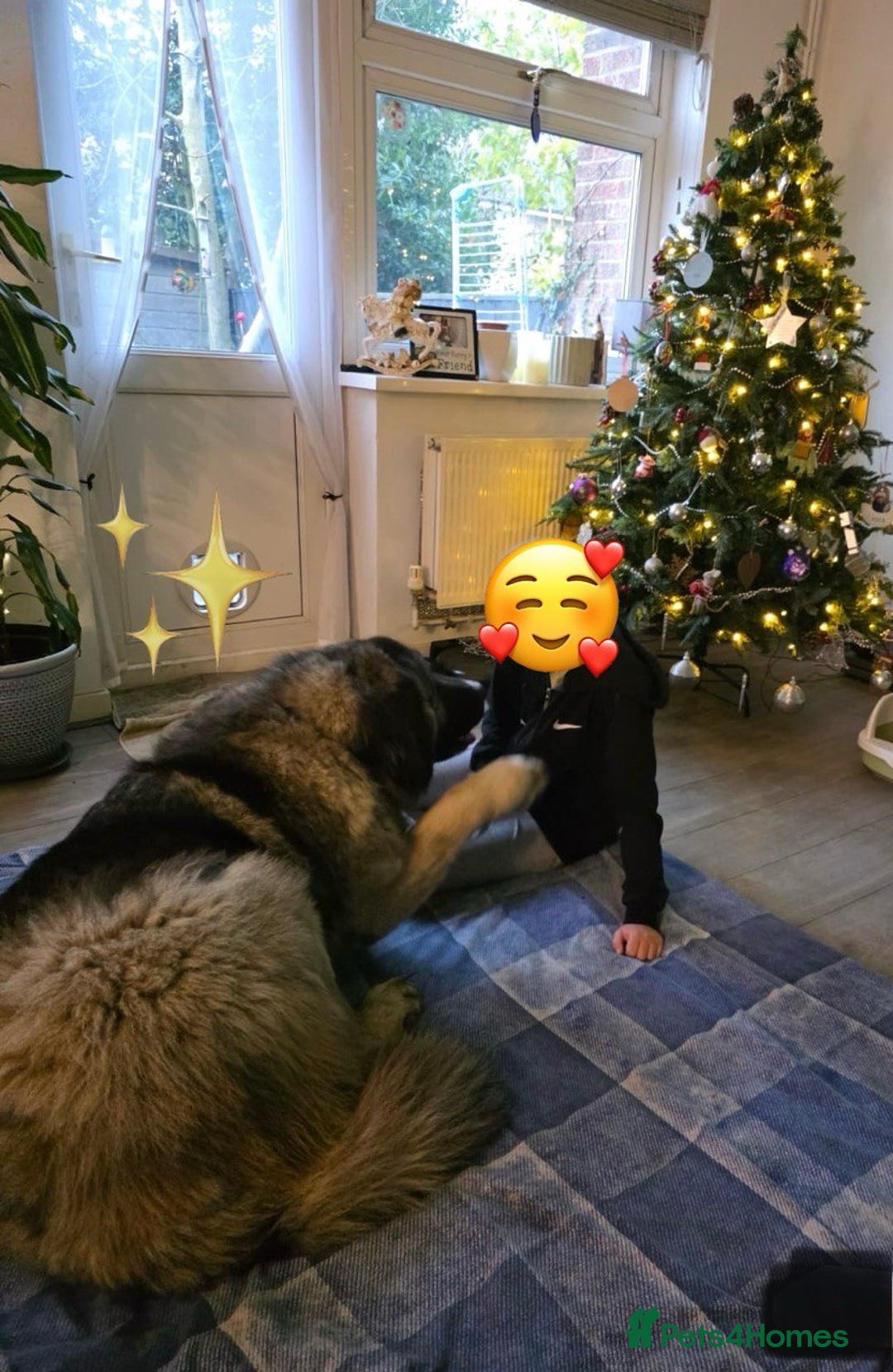 Caucasian Shepherd Dog dogs for sale: 🏡 ADOPT MISHA 🐾 FREE 🌟 Make a Christmas Miracle - Advert 17