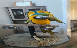 Macaws birds for sale: Blue & Gold Macaw parrots - Advert 2