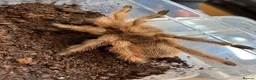 Mixed Breed invertebrates for sale: Various Invertebrates At Urban Exotics  - Advert 31