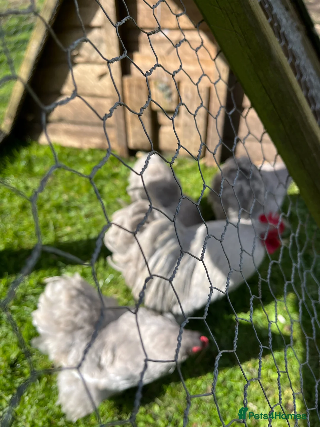 Chickens poultry for sale: Lavender peaken bantam  haching eggs  - Advert 7
