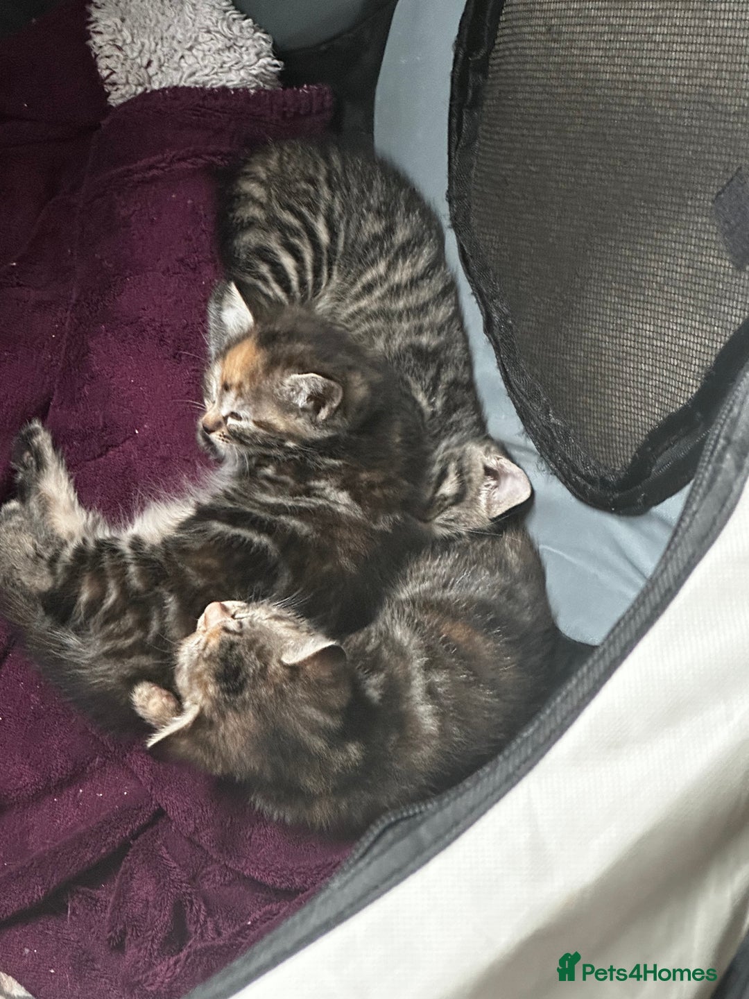 Domestic Shorthair cats for sale: 4 beautiful kittens, 2 boys and 2 girls - Image 6