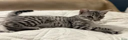 Egyptian Mau cats for sale: Adorable Silver Egyptian Mau Princess 💕 - Advert 3