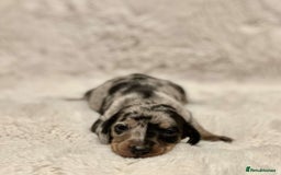 Miniature Dachshund dogs for sale: Short Haired Miniature Dachshunds - Image 5