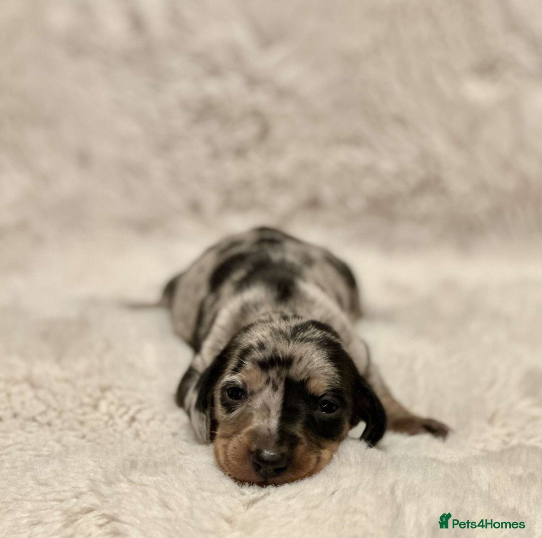 Miniature Dachshund dogs for sale: Short Haired Miniature Dachshunds - Image 5