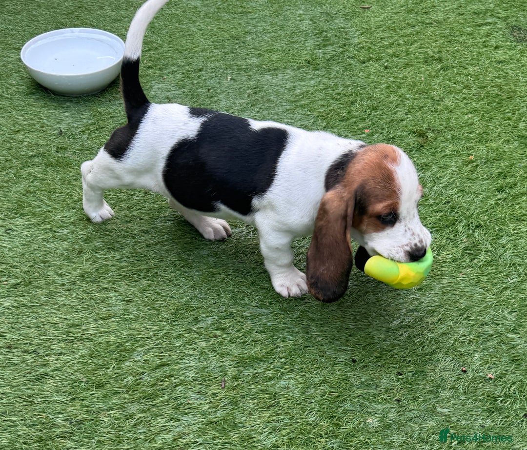 Basset Hound dogs for sale: Bassett Hound Puppies for Sale - Image 10