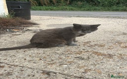 Mixed Breed cats for sale: FARM CATS  - Image 2