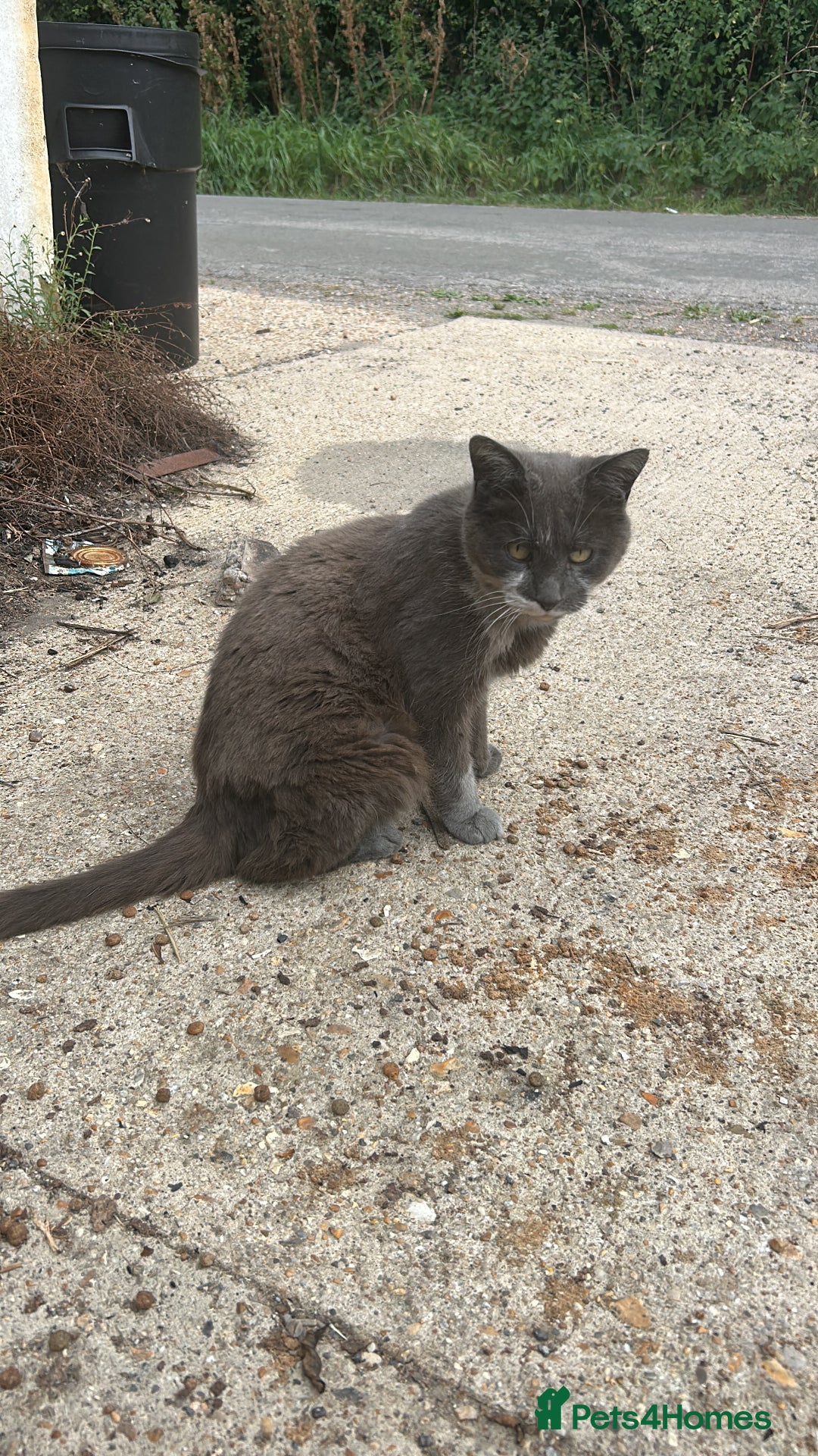 Mixed Breed cats for sale: FARM CATS  - Image 2