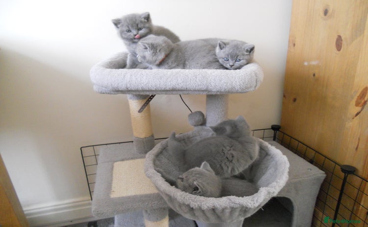 British Shorthair cats - Advert 1
