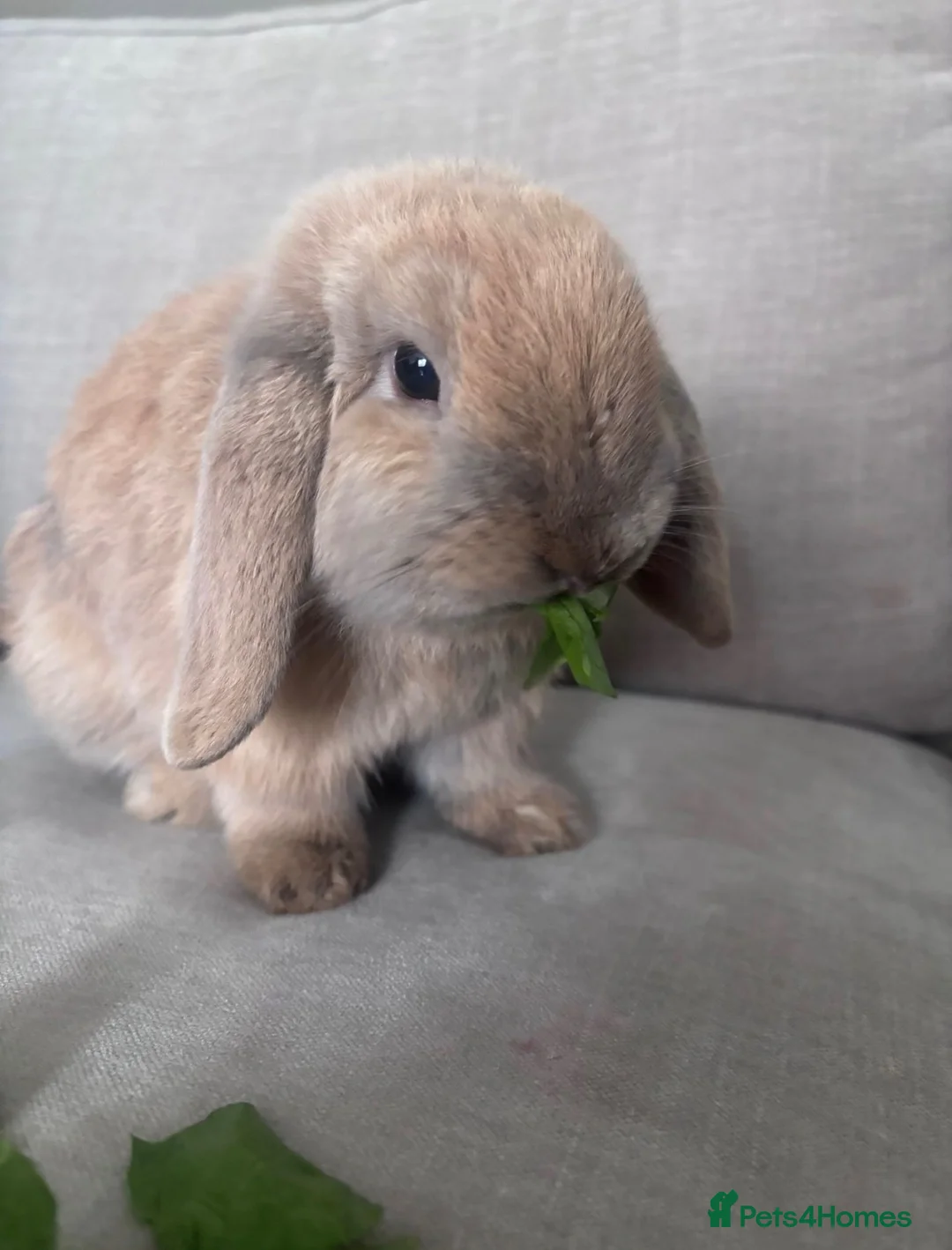 Mini Lop rabbits for sale: Mini lop for sale - Advert 2