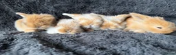 Mini Lop rabbits for sale: Mini Lion Lop Bunnies - Advert 3