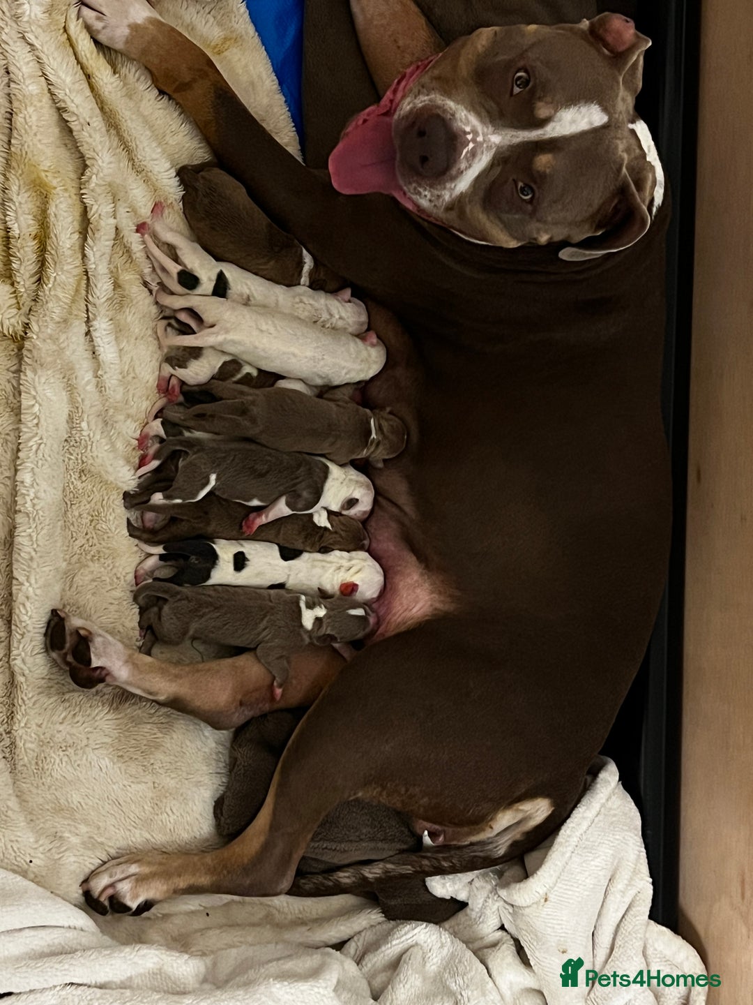 American Bull Staffy dogs for sale: Perfect Puppies -American Bull Staffy’s  - Image 3