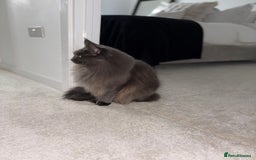Maine Coon cats for sale: Maine Coon Girl - Image 4