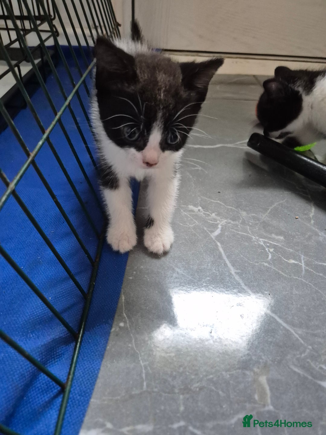 Mixed Breed cats for sale: Mixed Breed Kittens For Sale  - Image 6