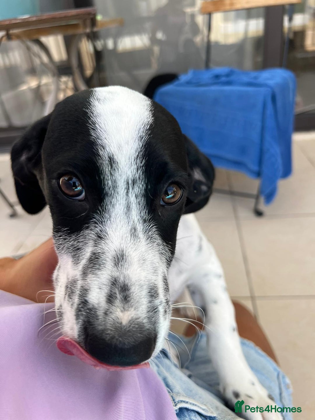 Mixed Breed dogs for adoption: Cheeky pup Zippy - Joyful, playful and loyal - Image 4