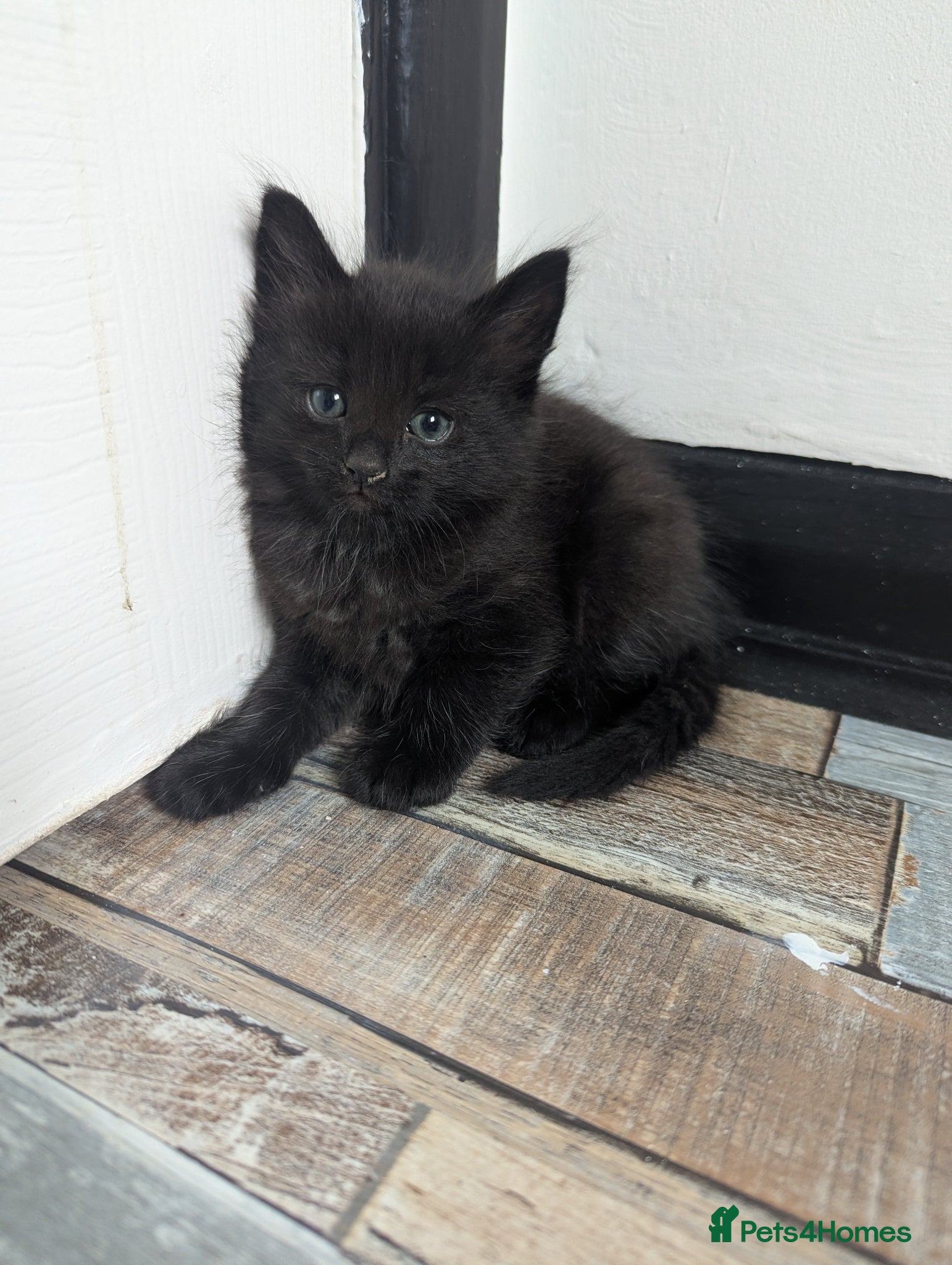Domestic Shorthair cats for sale: 2 beautiful female kittens  - Advert 2