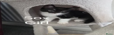 Sox
