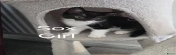 Mixed Breed cats for sale: Kittens for Sale  in Middlesbrough - Advert 3