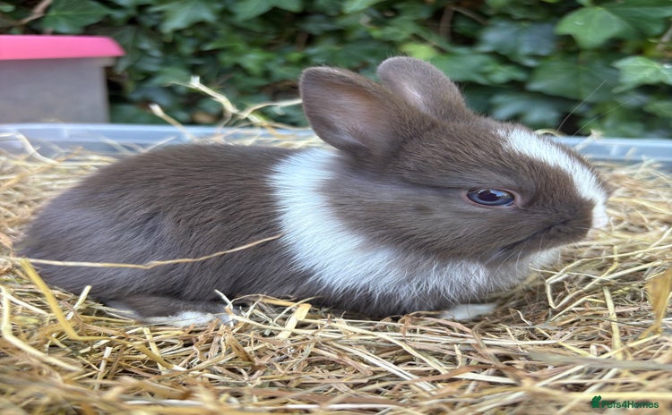 Netherland Dwarf rabbits - Advert 4
