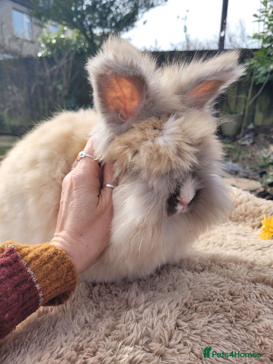 Angora rabbits for sale: 🧡 Pure Bred Angora Babies 🧡 For Reserve - Image 15