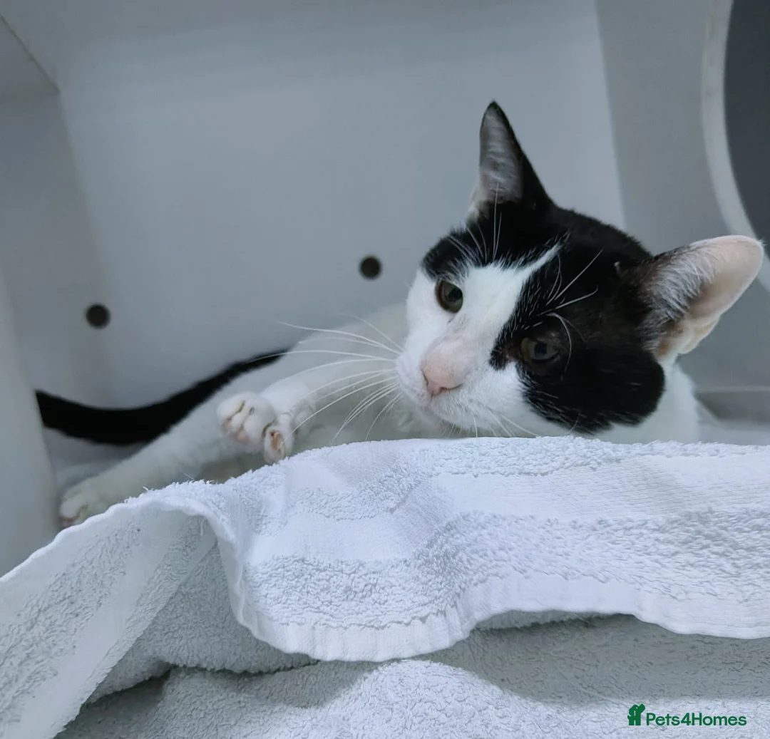 Mixed Breed cats for adoption: Zoom - playful and cuddly  - Advert 3