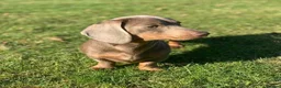Miniature Dachshund dogs for sale: Chocolate/Tan Mini Dachshunds, Long Haired/Dapple - Advert 5