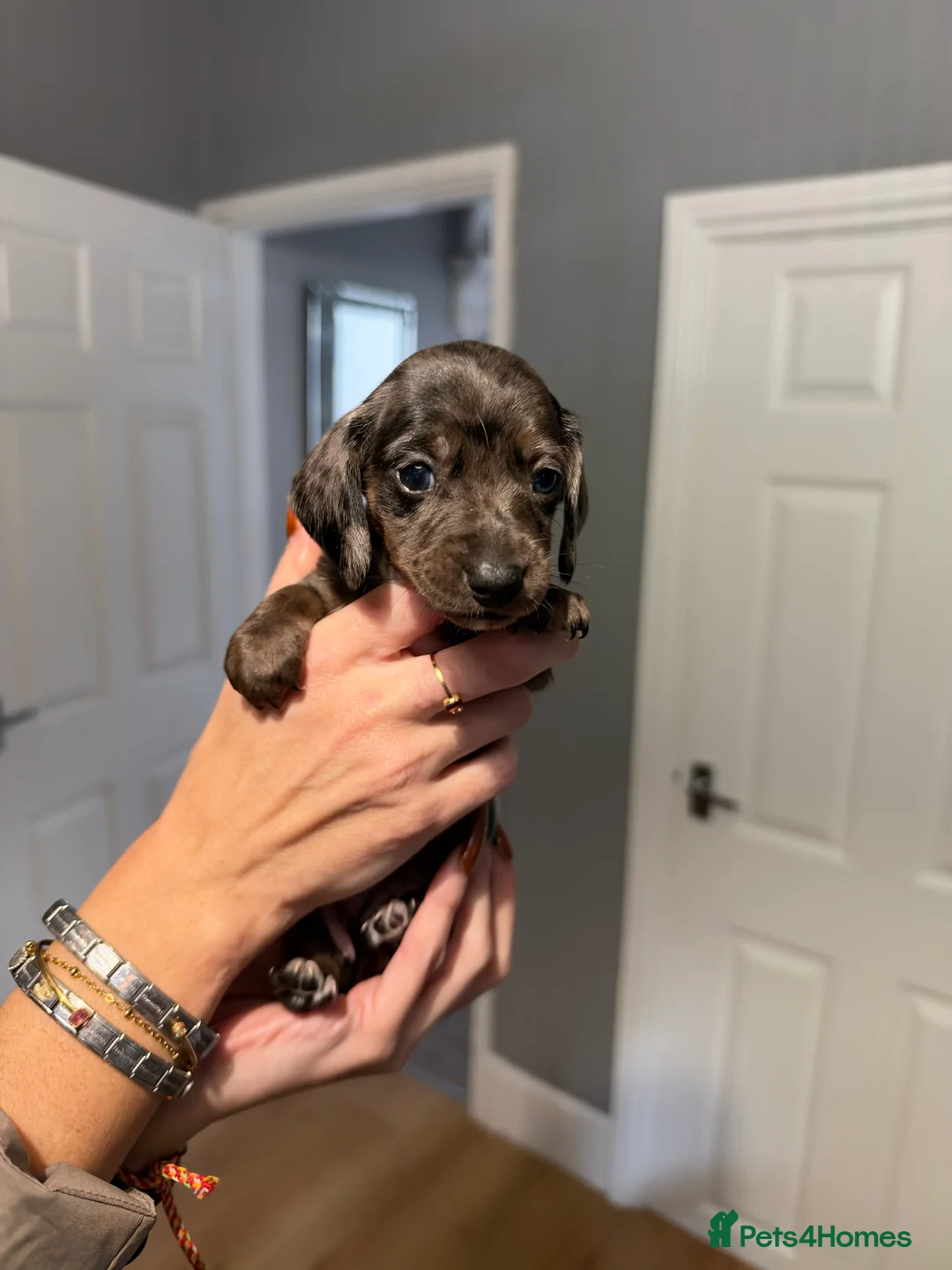 Miniature Dachshund dogs for sale: MINIATURE DACHSHUND PUPPIES 3 BOYS & 5 GIRLS 🐾 in Liverpool - Advert 2