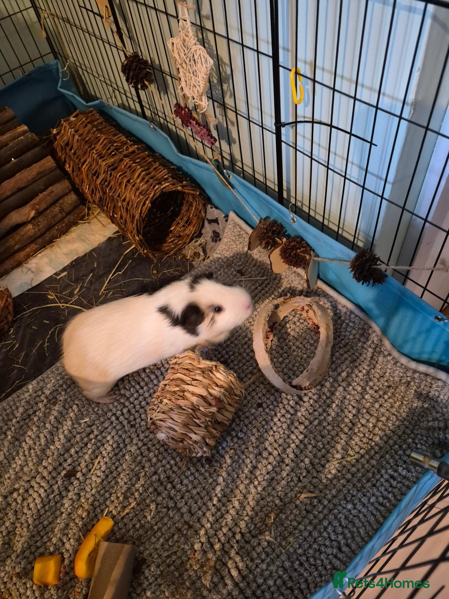 Guinea Pig rodents Two male guinea pigs - Advert 1