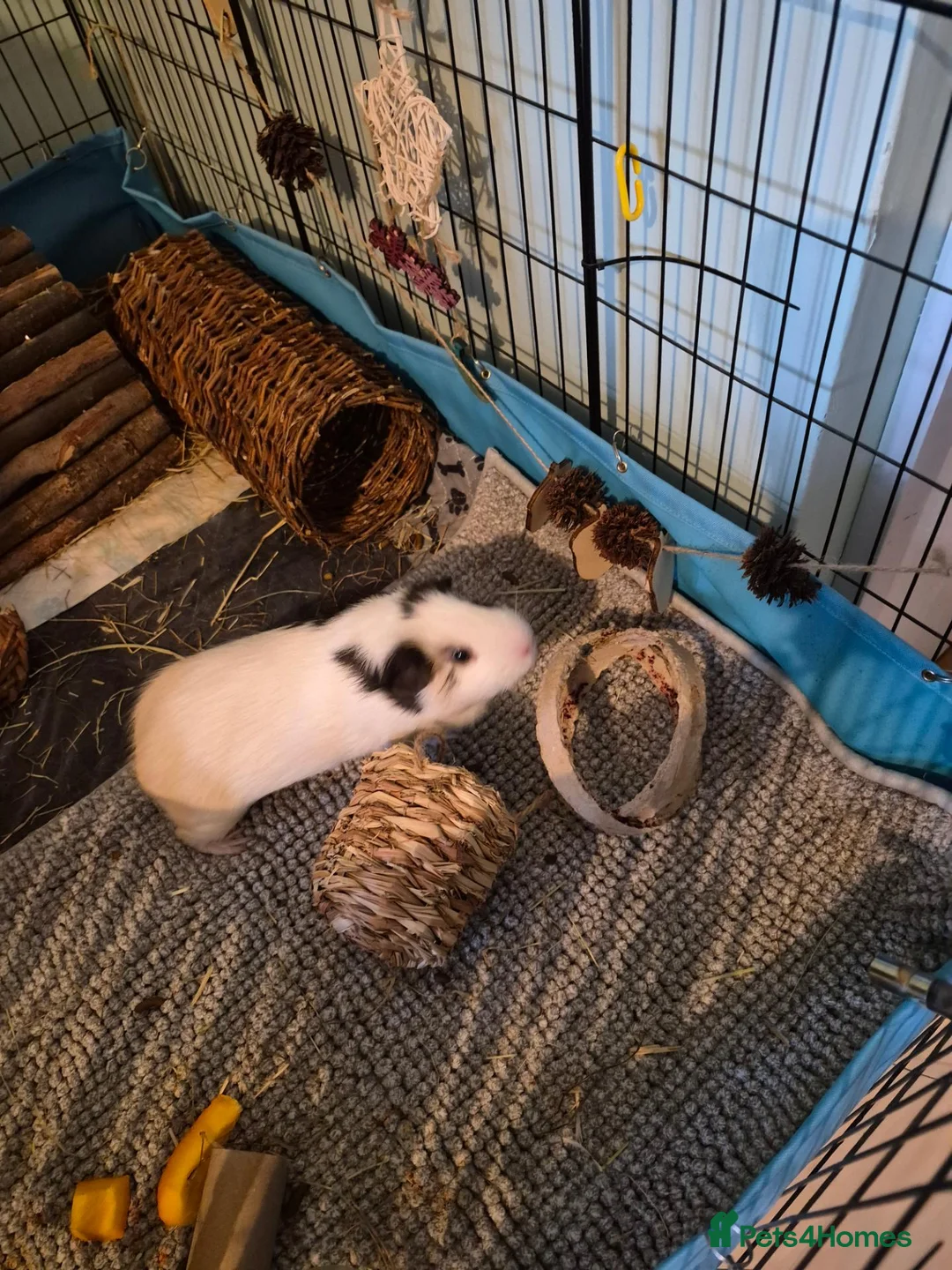 Guinea Pig rodents for sale: Two male guinea pigs in London - Advert 1
