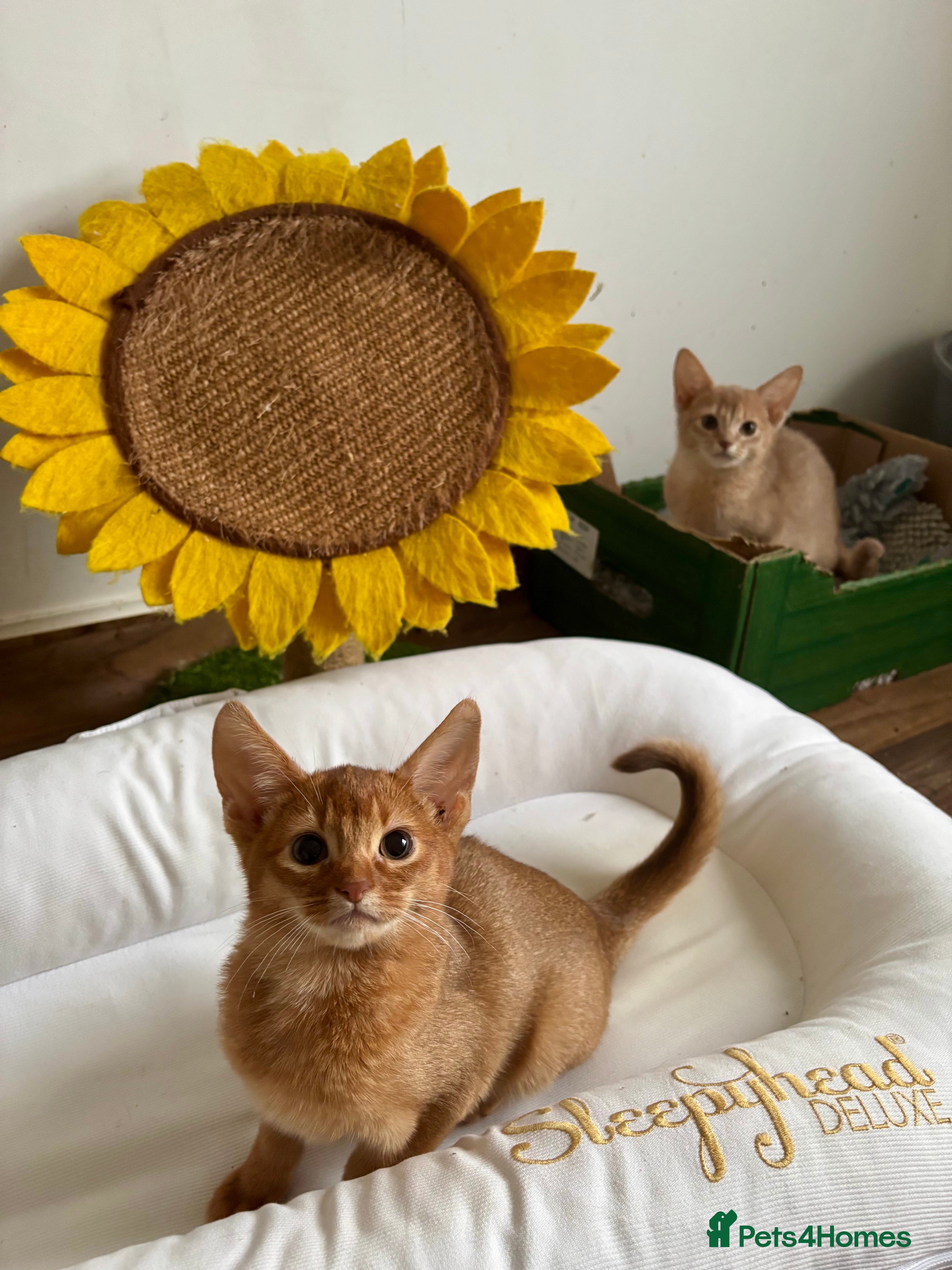 Abyssinian cats Tica registered Abyssinian kittens  - Advert 4