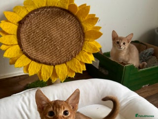 Abyssinian cats Tica registered Abyssinian kittens - Advert 4