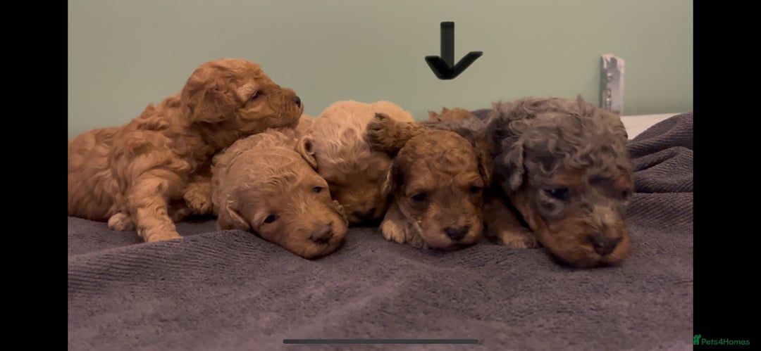 Miniature Poodle dogs for sale: Miniature poodle puppies  - Advert 3