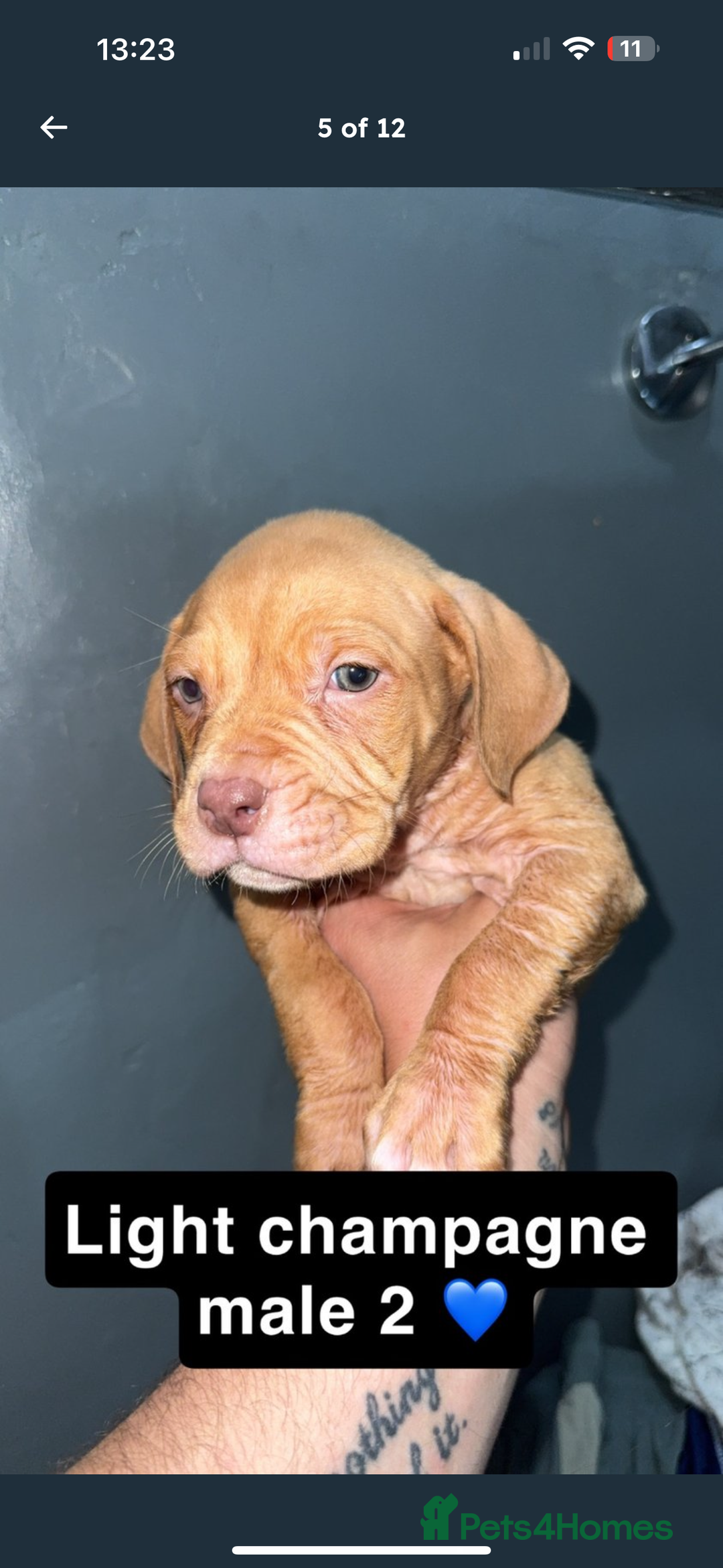 Mixed Breed dogs for sale: Alpha blue bulldog x mastiff - Image 5