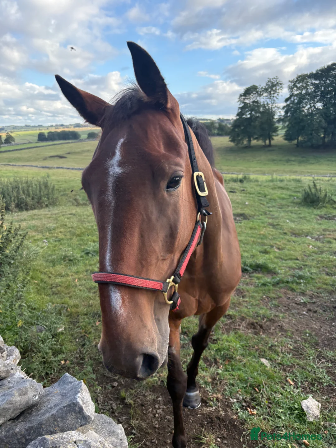 American Standardbred horses for sale: Ernie standardbred gelding  - Advert 2