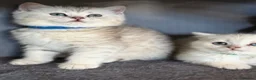 British Shorthair cats for sale: British sh kittens Golden point TICA - Advert 11