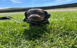 Dachshund dogs for sale: Working Wirehaired dachshund teckels puppies - Image 6