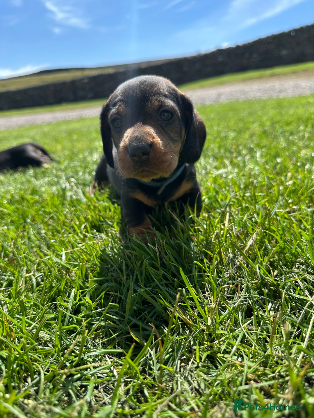 Dachshund dogs for sale: Working Wirehaired dachshund teckels puppies - Image 6