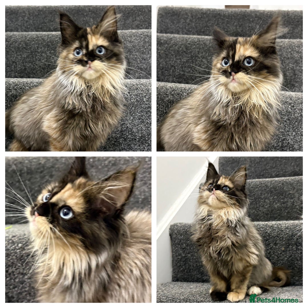 Maine Coon cats for sale: Maine coon kittens  - Advert 1