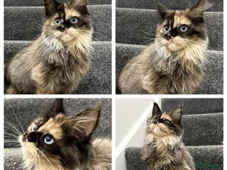 Maine Coon cats Maine coon kittens - Advert 3