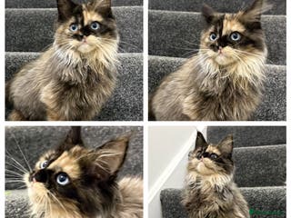 Maine Coon cats Maine coon kittens - Advert 4