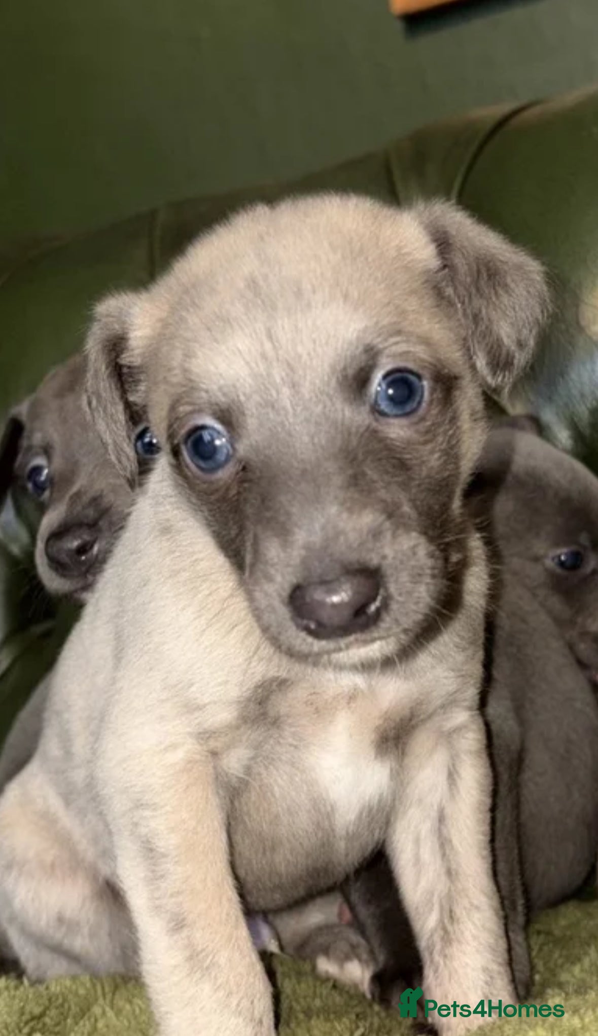 Whippet dogs Adorable whippet puppies - Advert 6