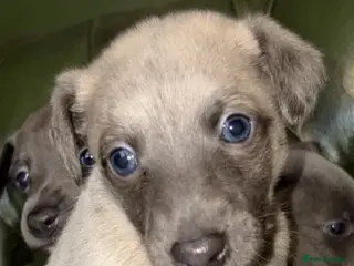 Whippet dogs Adorable whippet puppies - Advert 6